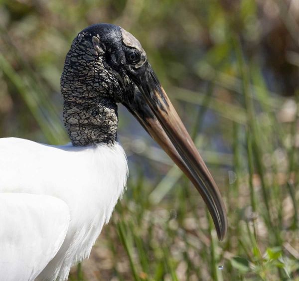 Florida, Everglades NP Endangered wood stork